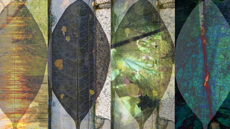 Let the Leaves Change // 2020 - Collusion